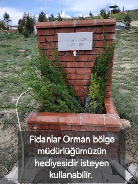 MEZARLIKTA ÇAM FİDANLARI.